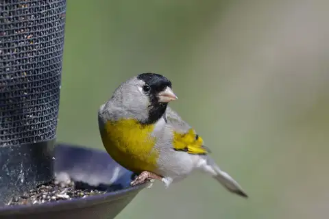 Lawrence's Goldfinch