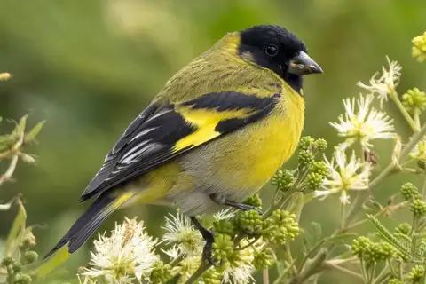 Hooded Siskin