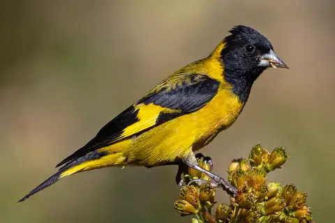 Black-headed Siskin