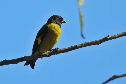 Olivaceous Siskin