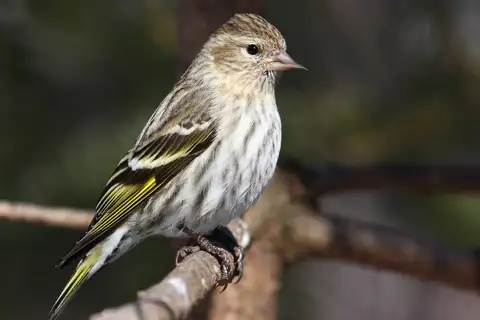 Pine Siskin