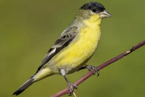 Lesser Goldfinch