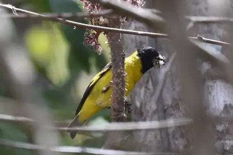 Saffron Siskin