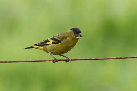 Andean Siskin