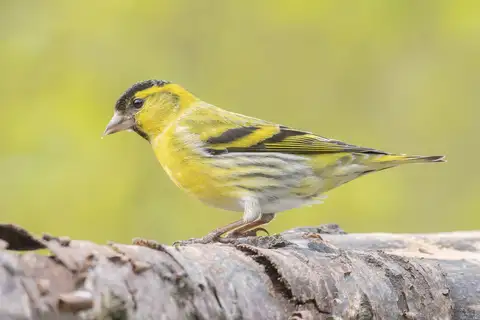 Eurasian Siskin