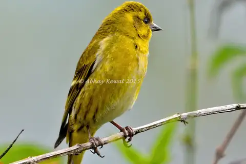 Tibetan Serin