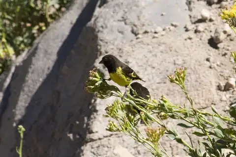 Yellow-rumped Siskin