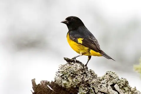 Yellow-bellied Siskin