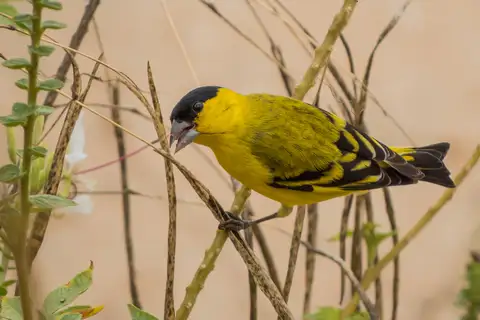 Yellow-faced Siskin
