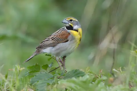 Dickcissel