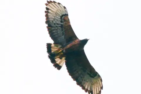 Black-and-chestnut Eagle