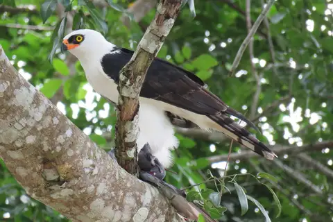 Black-and-white Hawk-Eagle