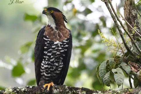 Ornate Hawk-Eagle