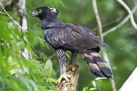 Black Hawk-Eagle