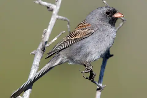 Black-chinned Sparrow