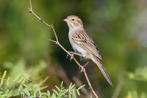 Brewer's Sparrow
