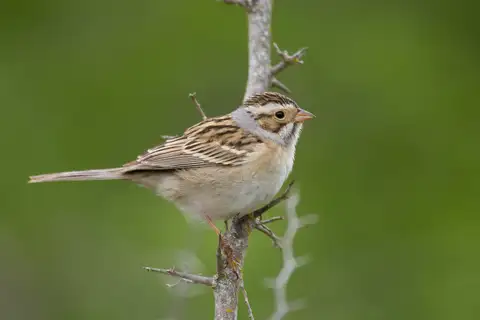 Clay-colored Sparrow