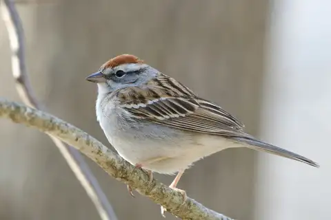 Chipping Sparrow