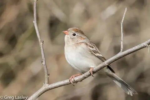 Field Sparrow