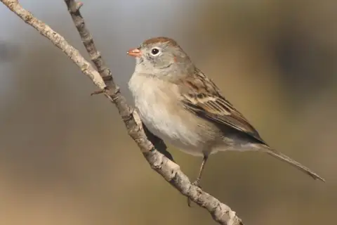 Worthen's Sparrow