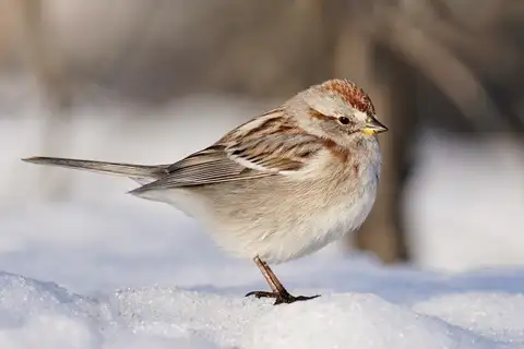American Tree Sparrow