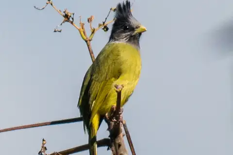 Crested Finchbill