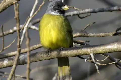 Collared Finchbill