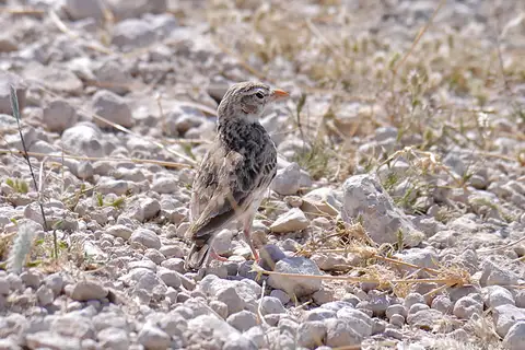 Pink-billed Lark