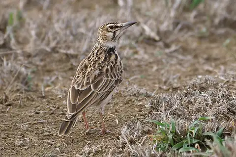 Short-tailed Lark