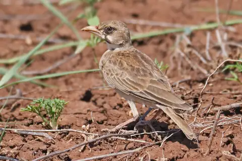 Masked Lark