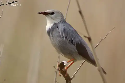 Red-billed Starling