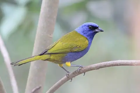 Blue-capped Tanager