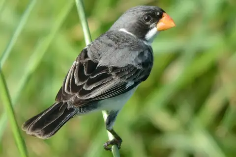 White-throated Seedeater