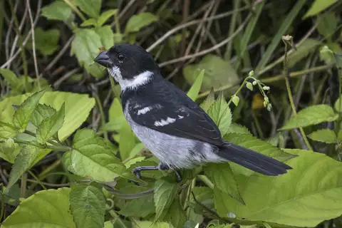Wing-barred Seedeater