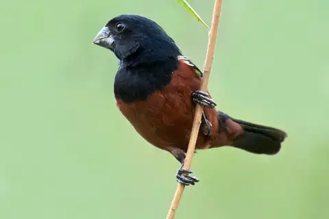 Chestnut-bellied Seed Finch