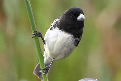 Dubois's Seedeater