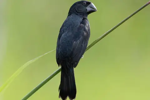 Black-billed Seed Finch