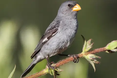 Tropeiro Seedeater
