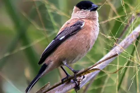Copper Seedeater