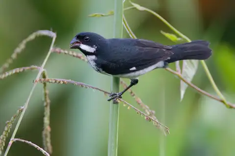Lesson's Seedeater