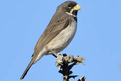 Double-collared Seedeater