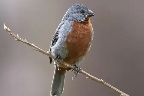Chestnut-bellied Seedeater