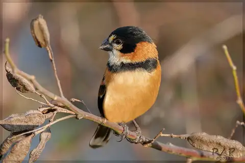 Rusty-collared Seedeater