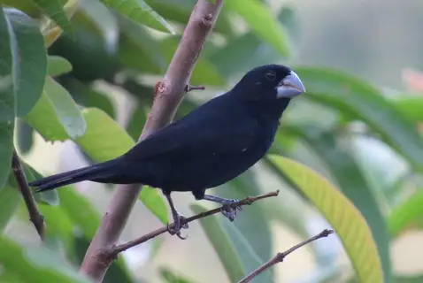 Large-billed Seed Finch