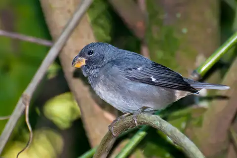 Temminck's Seedeater
