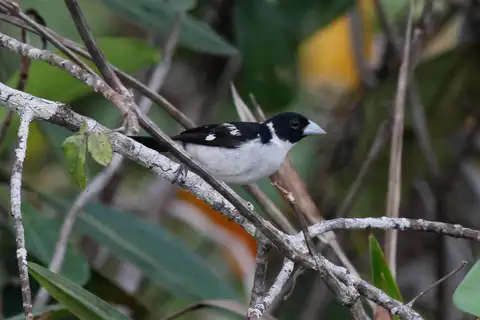 White-naped Seedeater