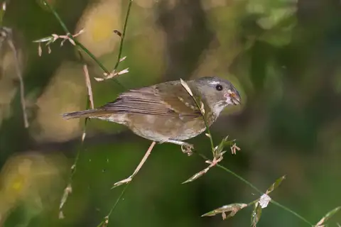 Buffy-fronted Seedeater