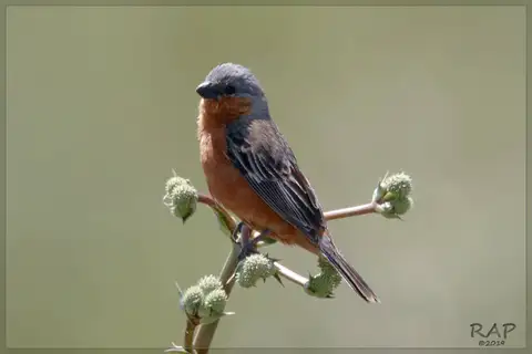 Rufous-rumped Seedeater