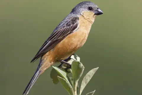 Tawny-bellied Seedeater