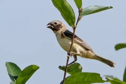 Ibera Seedeater
